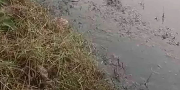 നെൽ കൃഷിക്ക് ഒരുക്കിയ പാടത്ത് കക്കൂസ് മാലിന്യം തള്ളി