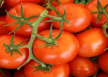 ആന്ധ്രയില് നിന്ന് 10 ടണ് തക്കാളിയെത്തി ; വിലക്കയറ്റത്തില് ഇടപെട്ട് സര്ക്കാര്