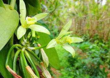 കനത്ത നഷ്ടം; കര്ഷകര് വാനില കൃഷി ഉപേക്ഷിക്കുന്നു