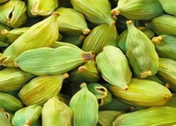 ഏലത്തിന് വന്‍ വിലത്തകര്‍ച്ച ; ഒരു വര്‍ഷത്തിനിടെ പകുതിയില്‍ താഴെ