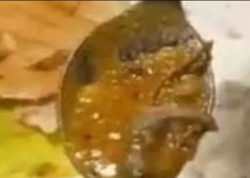 സാമ്പാറിൽ ചത്ത പല്ലി ; 70 വിദ്യാർഥികൾക്ക് ദേഹാസ്വാസ്ഥ്യം