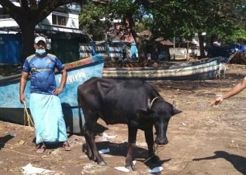 ആഴക്കടലിലേക്ക് മുങ്ങിത്താഴ്ന്ന പോത്തിനെ രക്ഷിച്ചു ;  തുണച്ചത് മത്സ്യത്തൊഴിലാളികളുടെ മണിക്കൂറുകള്‍ നീണ്ട പരിശ്രമം