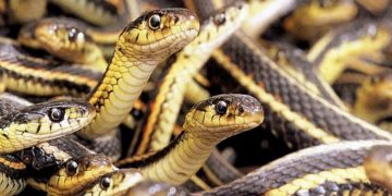 മധ്യവയസ്കൻ വീടിനുള്ളിൽ മരിച്ച നിലയിൽ ;  മൃതദേഹത്തിന് ചുറ്റും 125ഓളം പാമ്പുകൾ