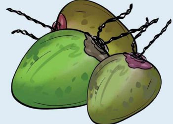 പച്ചപിടിക്കാതെ പച്ചത്തേങ്ങ സംഭരണം ; ഒരാഴ്ചകൊണ്ടു സംഭരിക്കാന്‍ കഴിഞ്ഞത് വെറും 1.7 ടണ്‍