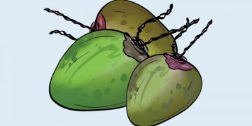 പച്ചപിടിക്കാതെ പച്ചത്തേങ്ങ സംഭരണം ; ഒരാഴ്ചകൊണ്ടു സംഭരിക്കാന്‍ കഴിഞ്ഞത് വെറും 1.7 ടണ്‍