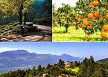 മഞ്ഞിൽ പൊതിഞ്ഞ് കാന്തല്ലൂരും മറയൂരും ; സന്ദർശകരുടെ തിരക്കിൽ മൂന്നാർ