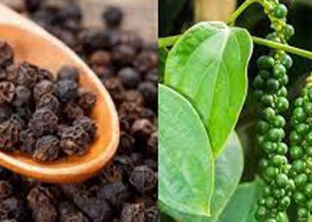 കുരുമുളകിന് വില കുത്തനെയിടിഞ്ഞത് മലയോര മേഖലകളിലെ കര്‍ഷകര്‍ക്ക് തിരിച്ചടിയാകുന്നു