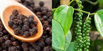 കുരുമുളകിന് വില കുത്തനെയിടിഞ്ഞത് മലയോര മേഖലകളിലെ കര്‍ഷകര്‍ക്ക് തിരിച്ചടിയാകുന്നു