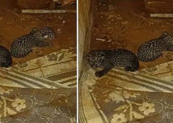 പുലിക്കുഞ്ഞുങ്ങളെ വെച്ച് തള്ള പുലിയെ പിടികൂടാനുള്ള ശ്രമം വിഫലമായി