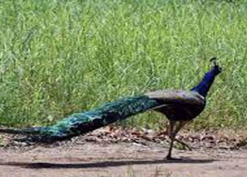 കാഴ്ചബംഗ്ലാവിലേക്കുള്ള കൂലി ലാഭം ; തീരവാസികള്‍ക്ക് കാണാക്കാഴ്ചയൊരുക്കി മയിലുകള്‍
