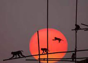 രണ്ട് മാസം പ്രായമായ കുഞ്ഞിനെ വാട്ടര്‍ടാങ്കിലെറിഞ്ഞ് കൊലപ്പെടുത്തി കുരങ്ങന്മാര്‍