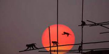 രണ്ട് മാസം പ്രായമായ കുഞ്ഞിനെ വാട്ടര്‍ടാങ്കിലെറിഞ്ഞ് കൊലപ്പെടുത്തി കുരങ്ങന്മാര്‍