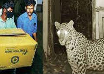 വനംവകുപ്പിന്റെ നമ്പർ ചീറ്റി ; രണ്ടാമത്തെ കുഞ്ഞിനെ കൊണ്ടുപോകാന്‍ അമ്മപ്പുലി എത്തിയില്ല