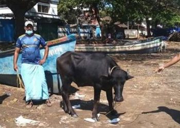 ആഴക്കടലിലേക്ക് മുങ്ങിത്താണ പോത്തിനെ രക്ഷിച്ചു ; തുണച്ചത് മത്സ്യത്തൊഴിലാളികളുടെ മണിക്കൂറുകള്‍ നീണ്ട പരിശ്രമം