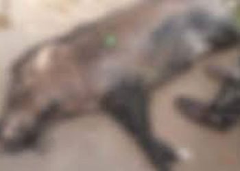 തൊണ്ടയാട് ബൈപ്പാസിലെ വാഹനാപകടം ; കാരണമായ പന്നിയെ വെടിവെച്ച് കൊന്നു