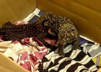 പുലിക്കുഞ്ഞിനെ അമ്മ ഉപേക്ഷിച്ചെന്ന് നിഗമനം ; വിദഗ്ധചികിത്സ നൽകാൻ വനംവകുപ്പ് ; ഭീതിയോടെ പ്രദേശവാസികൾ