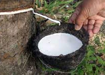 റബ്ബർ ബിൽ 2022 ; കരട് നിയമത്തിൽ പൊതുജനാഭിപ്രായം തേടി കേന്ദ്രസർക്കാർ