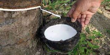 റബ്ബർ ബിൽ 2022 ; കരട് നിയമത്തിൽ പൊതുജനാഭിപ്രായം തേടി കേന്ദ്രസർക്കാർ