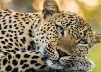 പാലക്കാട് ഉമ്മിനിയിൽ വീണ്ടും പുലിയിറങ്ങി