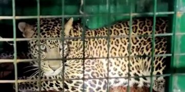 കോയമ്പത്തൂരില്‍ ഗോഡൗണില്‍ കണ്ടെത്തിയ പുലി കെണിയില്‍