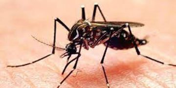 കൊതുകിനെ തുരത്താന്‍ വീടിനുള്ളില്‍ ചെയ്യേണ്ട എട്ട് കാര്യങ്ങള്‍…