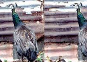 ജൂതത്തെരുവിലെ നിത്യ സന്ദര്‍ശക ; മട്ടാഞ്ചേരിയുടെ മയിലമ്മയ്ക്ക് നാലുകുഞ്ഞുങ്ങള്‍