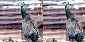 ജൂതത്തെരുവിലെ നിത്യ സന്ദര്‍ശക ; മട്ടാഞ്ചേരിയുടെ മയിലമ്മയ്ക്ക് നാലുകുഞ്ഞുങ്ങള്‍