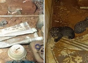 ഉമ്മിനിയിലെ പുലിയെ പിടികൂടാനായില്ല , വലിയ കൂട് സ്ഥാപിച്ച് വനംവകുപ്പ് ;  ആട്ടിൻപാല് കുടിച്ച് പുലിക്കുഞ്ഞുങ്ങൾ