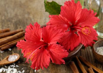 മുടി തഴച്ച് വളരാന്‍ ചെമ്പരത്തി ; ഈ രീതിയില്‍ ഉപയോഗിക്കൂ