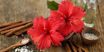 മുടി തഴച്ച് വളരാന്‍ ചെമ്പരത്തി ; ഈ രീതിയില്‍ ഉപയോഗിക്കൂ