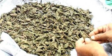 കഞ്ചാവുമായി രണ്ടു യുവാക്കള്‍ അറസ്റ്റില്‍