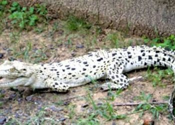 ഒഡീഷയിലെ ഭിടാർകനിക നാഷണൽ പാർക്കിൽ അപൂർവയിനം വെളുത്ത മുതലയെ കണ്ടെത്തി