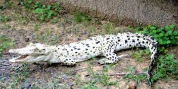 ഒഡീഷയിലെ ഭിടാർകനിക നാഷണൽ പാർക്കിൽ അപൂർവയിനം വെളുത്ത മുതലയെ കണ്ടെത്തി