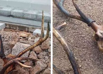 പമ്പാനദിയുടെ തീരത്തു നിന്ന് കേഴയുടേതെന്ന് സംശയിക്കുന്ന കൊമ്പ് കണ്ടെത്തി