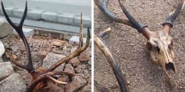 പമ്പാനദിയുടെ തീരത്തു നിന്ന് കേഴയുടേതെന്ന് സംശയിക്കുന്ന കൊമ്പ് കണ്ടെത്തി