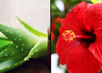 കറ്റാർവാഴയും ചെമ്പരത്തിയും ഉണ്ടോ ? ഷാംപൂ ഉണ്ടാക്കാം , മുടി കൊഴിച്ചിൽ തടയാം