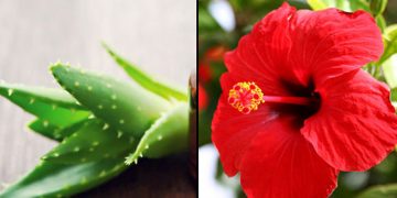 കറ്റാർവാഴയും ചെമ്പരത്തിയും ഉണ്ടോ ? ഷാംപൂ ഉണ്ടാക്കാം , മുടി കൊഴിച്ചിൽ തടയാം