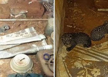 പാലക്കാട്ട് അടഞ്ഞുകിടക്കുന്ന വീട്ടിൽ രണ്ട് പുലിക്കുട്ടികൾ ; തള്ളപ്പുലിയെ കണ്ടെത്താനായില്ല