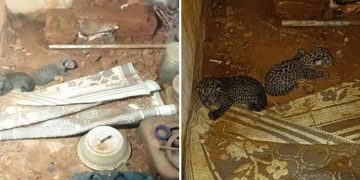 പാലക്കാട്ട് അടഞ്ഞുകിടക്കുന്ന വീട്ടിൽ രണ്ട് പുലിക്കുട്ടികൾ ;  തള്ളപ്പുലിയെ കണ്ടെത്താനായില്ല