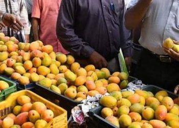 ഇന്ത്യൻ മാമ്പഴത്തിന് വീണ്ടും സുവർണ കാലം ; അമേരിക്കയിലേക്ക് കയറ്റി അയക്കാൻ അനുമതി , കർഷകർക്ക് നേട്ടം