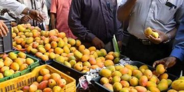 ഇന്ത്യൻ മാമ്പഴത്തിന് വീണ്ടും സുവർണ കാലം ;  അമേരിക്കയിലേക്ക് കയറ്റി അയക്കാൻ അനുമതി , കർഷകർക്ക് നേട്ടം