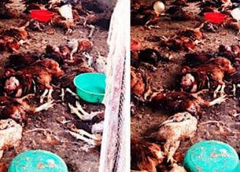 കടിയേറ്റ് ചത്തത് 300ഓളം കോഴികൾ ,  ആഴത്തിലുള്ള മുറിവുകളും ;  ഭീതി പടർത്തി അജ്ഞാത ജീവി