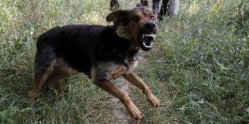 തെരുവുനായയുടെ ആക്രമണം ;  വടക്കാഞ്ചേരിയില്‍ വയോധികനും സ്കൂൾ വിദ്യാർത്ഥിനിക്കും കടിയേറ്റു