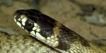 വീട്ടുമുറ്റത്ത് കളിച്ചുകൊണ്ടിരിക്കെ നാലു വയസ്സുകാരിക്ക് പാമ്പുകടിയേറ്റു