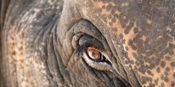 ആനയുടെ കണ്ണിലേക്ക് ലേസർ രശ്മിയടിച്ച സംഭവം  ;  ജില്ലാ പോലീസ് മേധാവിക്ക് പരാതി നൽകി