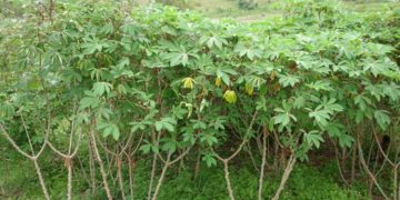 മരച്ചീനി ഇല ക്യാന്‍സറിനെ പ്രതിരോധിക്കുമെന്ന് കണ്ടെത്തല്‍ ; കേന്ദ്രാനുമതി ഉടന്‍ ലഭിക്കുമെന്ന് പ്രതീക്ഷ