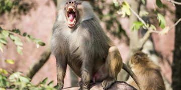 അഞ്ചുവയസ്സുകാരി കുരങ്ങുകളുടെ ആക്രമണത്തിൽപെട്ട് മരിച്ചു