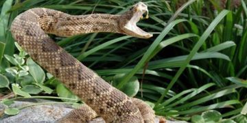 പാമ്പ് കടിയേറ്റാല്‍ ആദ്യം ചെയ്യേണ്ടതെന്ത് ?   ഒരിക്കലും ചെയ്യാന്‍ പാടില്ലാത്ത കാര്യങ്ങളും അറിയാം