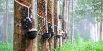 റബറിന് താങ്ങുവില ഇല്ല : കേന്ദ്രമന്ത്രി