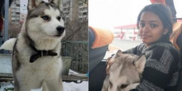 യുക്രെയ്നിൽ നിന്ന് ‍ഡൽഹിയിലെത്തി ആര്യയും ഹസ്കിയും ;  വിമാനത്തില്‍ കയറ്റില്ല ,  പ്രതിസന്ധി